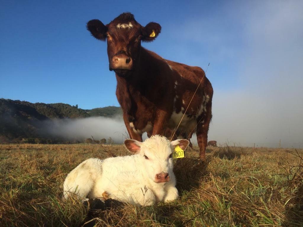 Mohaka River Farm Te Haroto ภายนอก รูปภาพ